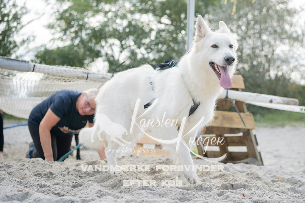 1330_ZZ97318 | kk-dogfotos