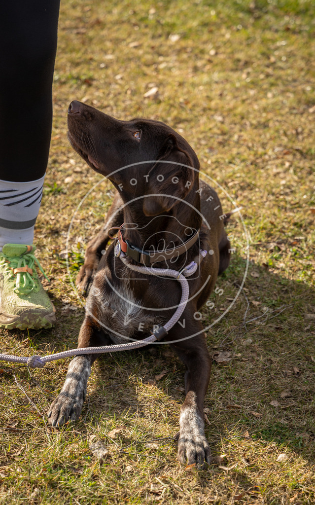 0L8A9096 | Hundefotografie, Tierfotograf, Pfotenfotografie, Fotoshooting Hund, Hunde Portrait, Hundesport, Hundeportraits, Heideshooting, Hunde, Sportfotograf, Hundefotograf, Turnierhundsport, THS,  - Realisiert mit Pictrs.com