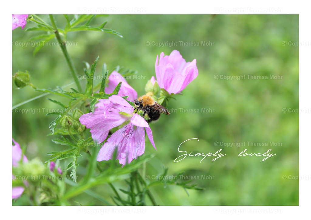 "Simply Lovely" - Hummel auf Lila Blüte  | Naturpuls - Realisiert mit Pictrs.com