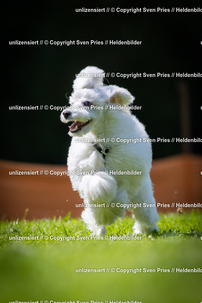 Sven Pries | 2025-08-10 - Hunderennen Durlach - Realisiert mit Pictrs.com