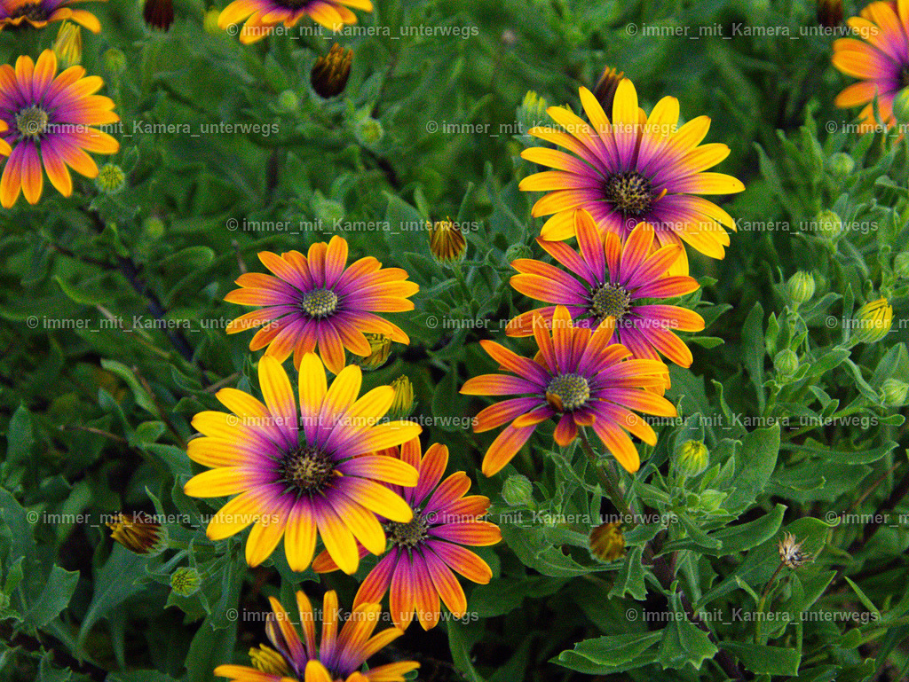 IMG_9439 | immer_mit_kamera_unterwegs