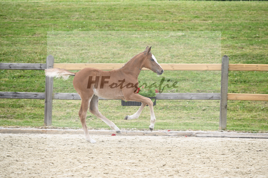 Kat-Nr. nn SF Dominator Z_Meindl_17230791 | hf-fotografie - Realizzato con Pictrs.com