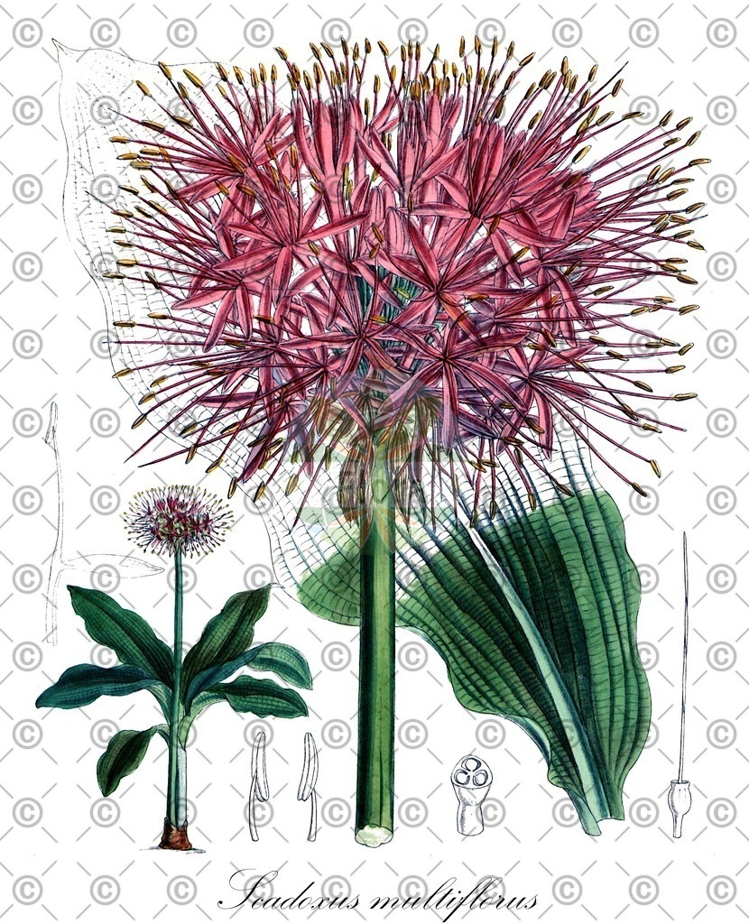 HistAbb_7CXK_1_ENZY_Simple | Historische Abbildung von Scadoxus multiflorus - Amaryllidaceae | Historical Illustration of Scadoxus multiflorus - Amaryllidaceae