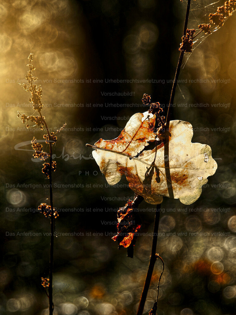 Wandbild Eichenblatt im Gegenlicht | People- und Tierfotografie, Imageaufnahmen, Veranstaltungsfotografie und Wandbilder aus der Natur ★ Made in Germany ✔️ Druck + Downloads ✔️ Naturfotografie in Top Qualität ★ schneller Versand, weltweite Lieferung! - Realisiert mit Pictrs.com