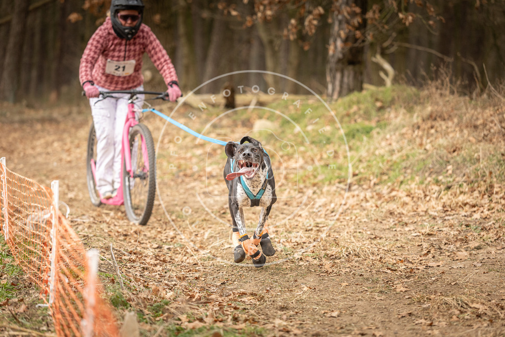 Pfotenfotografie_DV3A4192 | Hundefotografie, Tierfotograf, Pfotenfotografie, Fotoshooting Hund, Hunde Portrait, Hundesport, Hundeportraits, Heideshooting, Hunde, Sportfotograf, Hundefotograf, Turnierhundsport, THS,  - Realisiert mit Pictrs.com
