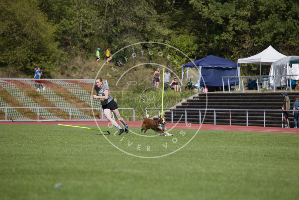 0L8A6777 | Hundefotografie, Tierfotograf, Pfotenfotografie, Fotoshooting Hund, Hunde Portrait, Hundesport, Hundeportraits, Heideshooting, Hunde, Sportfotograf, Hundefotograf, Turnierhundsport, THS,  - Realisiert mit Pictrs.com