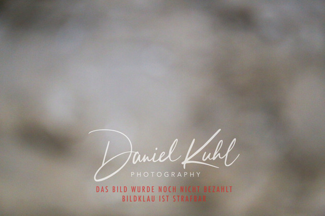 IMG_8036 | Turniersportfotografie; Pferdefotografie; Dressurfotografie