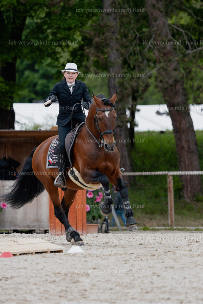 PI26_SP_StoibphotographyC2_C0917.jpg | working equitationturnier fotograf videograf stoibphotography marixx film working equitation deutschland reitsport turnierfotografie eventfotografie equestrian events