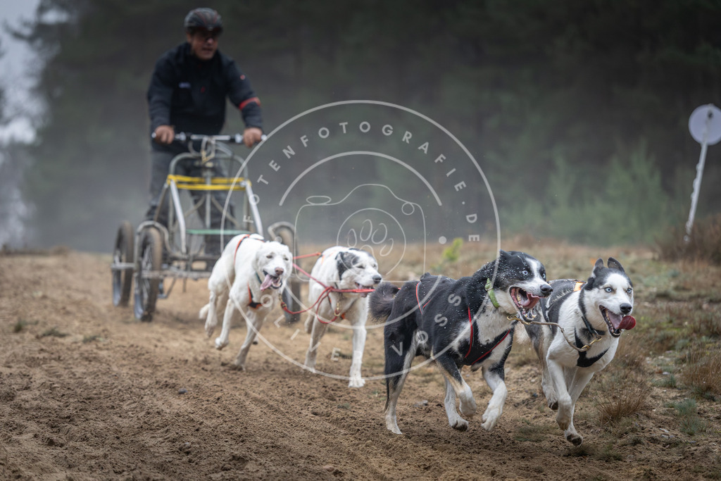 Pfotenfotografie_DV3A0533 | Hundefotografie, Tierfotograf, Pfotenfotografie, Fotoshooting Hund, Hunde Portrait, Hundesport, Hundeportraits, Heideshooting, Hunde, Sportfotograf, Hundefotograf, Turnierhundsport, THS,  - Realisiert mit Pictrs.com