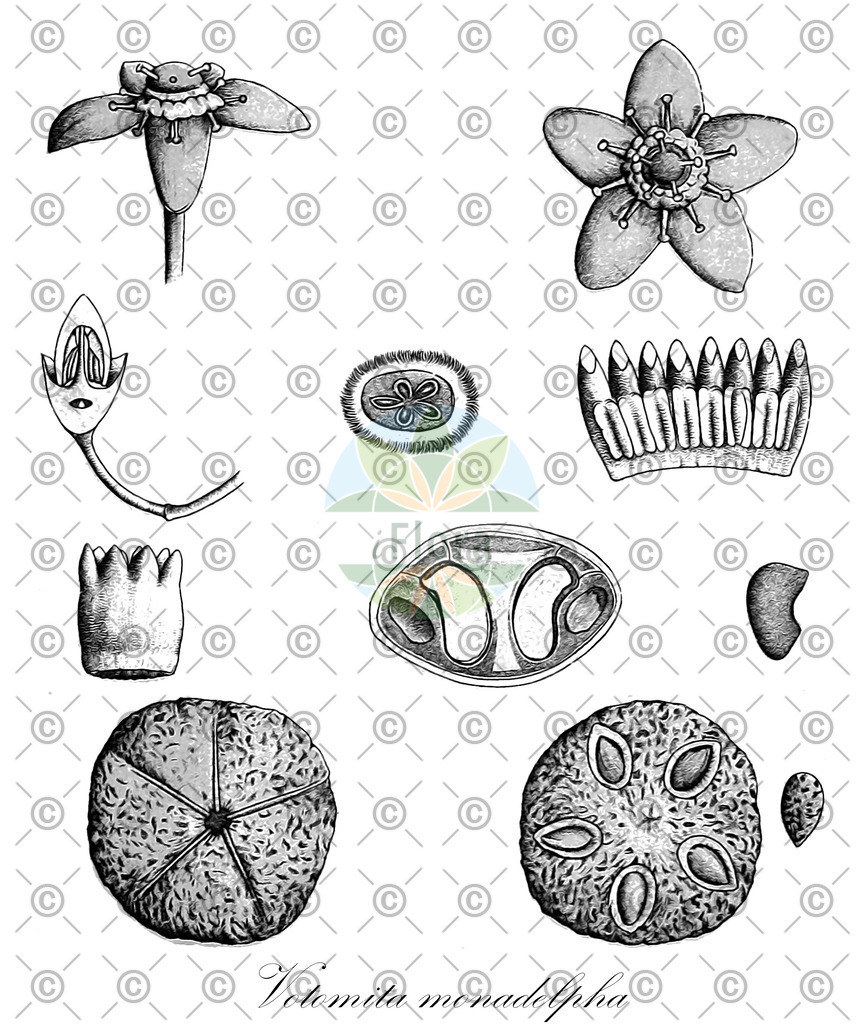 HistAbb_wfo-0000422322_1_ENZY_Simple | Historische Abbildung von Votomita monadelpha - Melastomataceae | Historical Illustration of Votomita monadelpha - Melastomataceae