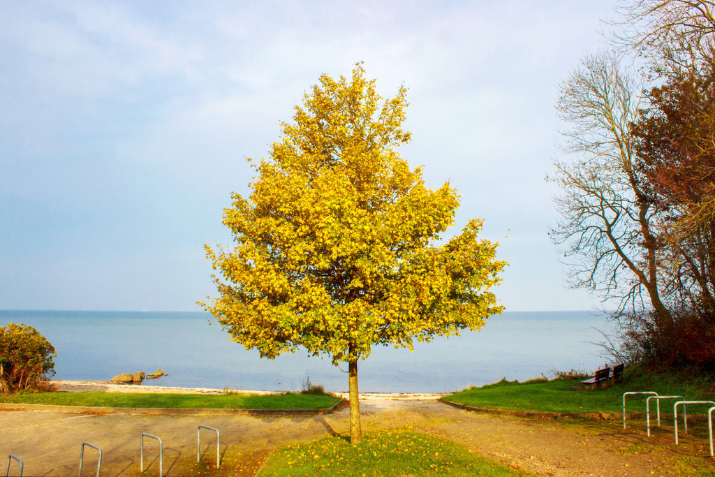 Wandbild: Baum am Strand in Ohrfeldhaff | Dieses Wandbild im Querformat zeigt einen herbstlicher Baum am Strand in Ohrfeldhaff.  - Realisiert mit Pictrs.com