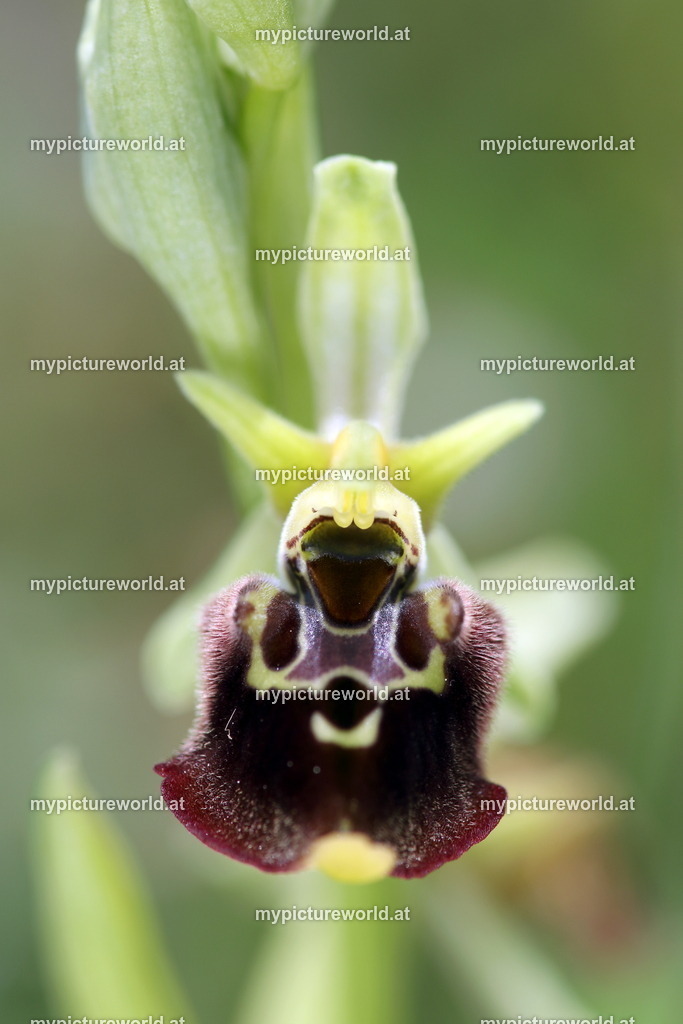 Istrische Ragwurz-033 | Das Bilderarchiv über Tiere, Planzen und Landschaften. In der Bilddatenbank finden Sie ein große Auswahl an hochwertigen Bilder für Ihre Werbung - Realisiert mit Pictrs.com