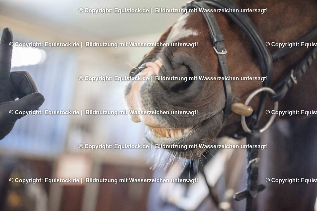 20251011_Jagd-Marbach_0068 | Foto: Thomas Hartig