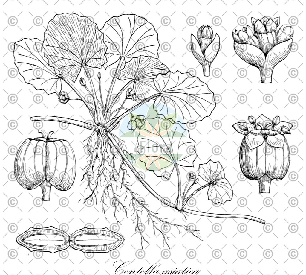 HistAbb_wfo-0000594096_2_ENZY_Simple | Historische Abbildung von Centella asiatica - Apiaceae | Historical Illustration of Centella asiatica - Apiaceae