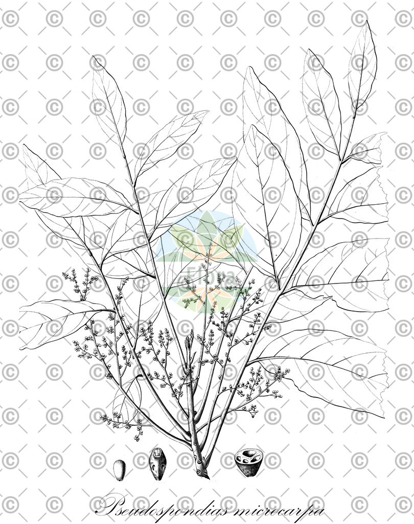HistAbb_EMP_101972_2_SIMPLE | Historische Abbildung von Pseudospondias microcarpa - Anacardiaceae | Historical Illustration of Pseudospondias microcarpa - Anacardiaceae