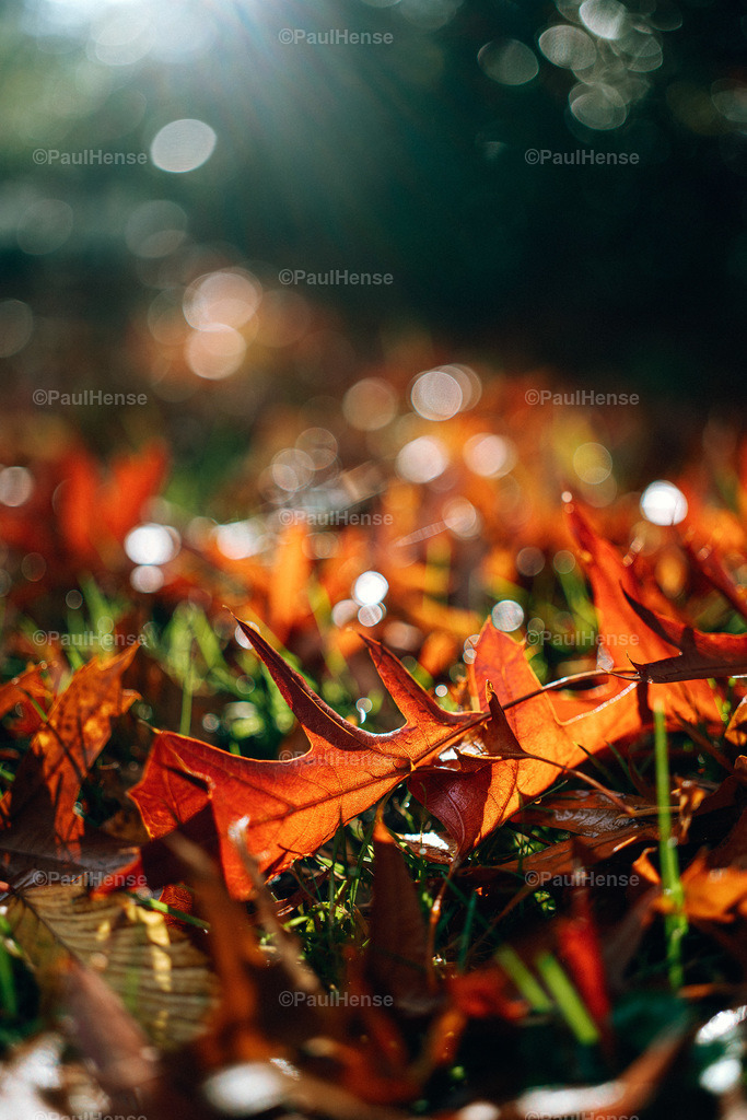 20221020_PaulHense_S0034_DSC00095 | paulhense - Realisiert mit Pictrs.com