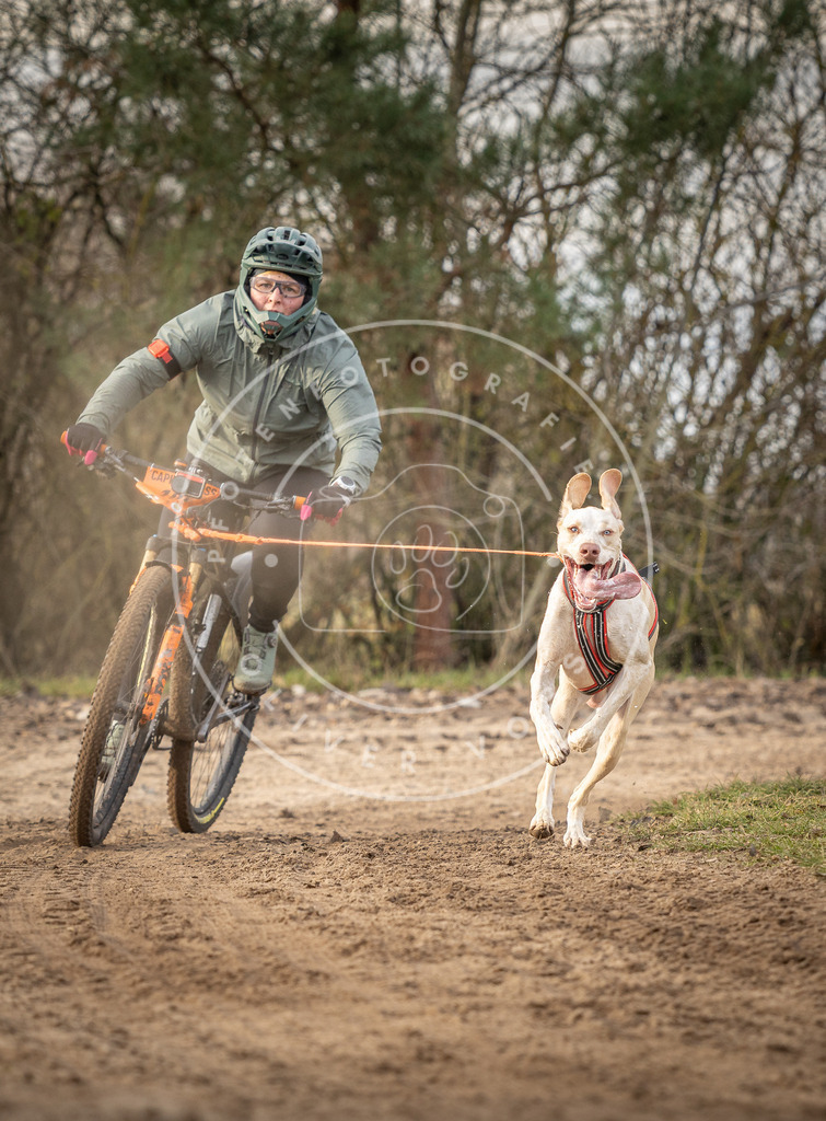 Pfotenfotografie_DV3A7697 | Hundefotografie, Tierfotograf, Pfotenfotografie, Fotoshooting Hund, Hunde Portrait, Hundesport, Hundeportraits, Heideshooting, Hunde, Sportfotograf, Hundefotograf, Turnierhundsport, THS,  - Realisiert mit Pictrs.com