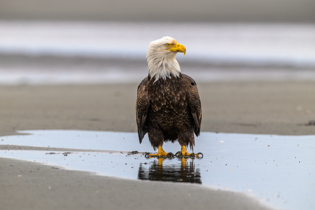 Alaska | Anchor Pont. Weißkopfseeadler am Strand. - Realisiert mit Pictrs.com