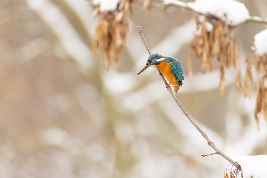 Der Eisvogel | Der Eisvogel (Alcedo atthis) ist aufgrund seines leuchtend bunten Gefieders und seiner pfeilschnellen Jagdweise eine der auffälligsten und schönsten Vogelarten Mitteleuropas. Er wird oft als "fliegender Edelstein" bezeichnet und dient als wichtiger Indikator für die Gesundheit und Naturnähe von Gewässern. - Realisiert mit Pictrs.com
