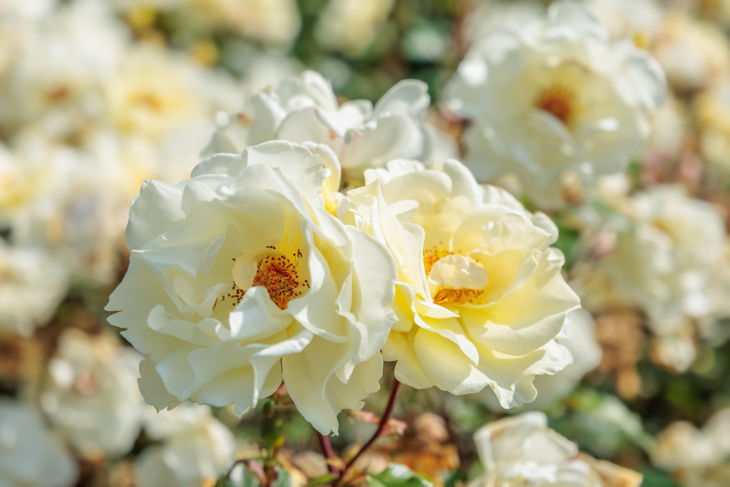 Wandbild: Sanftes Leuchten – Cremeweiße Rosen im Sonnenlicht | Dieses edle Wandbild zeigt cremeweiße Rosen in voller Blüte, zart beschienen vom warmen Sonnenlicht. Die feine Struktur der Blütenblätter und die helle, freundliche Farbkomposition verleihen dem Bild eine ruhige und zugleich elegante Ausstrahlung. Perfekt für stilvolle Wohnräume, helle Schlafzimmer oder als Geschenk voller Natürlichkeit und Anmut.