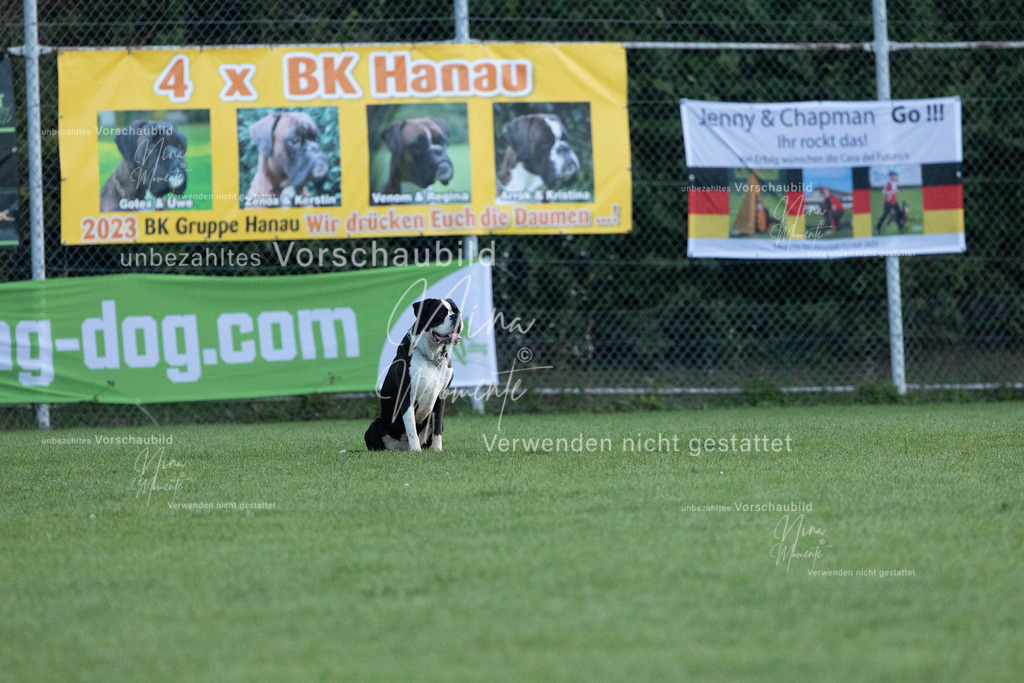 _16A5774 | Einzigartige Fotos von Hunden & Menschen –Actionfotos, Portraits, Vereinsaufnahmen & Paarshootings – authentisch, lebendig & mit Herz.