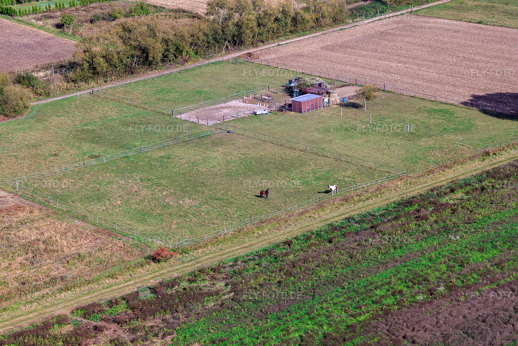 Luftbild: Pferdeweide im Viehstrich in Steinfeld im Bundesland Rheinland-Pfalz in Deutschland. Foto: IMG_22494.jpg vom 15.10.2009 durch Werner Riehm/FLY-FOTO.de