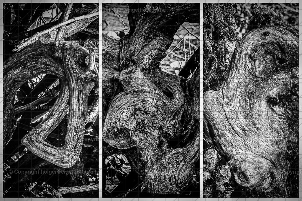 Baum | Kaufen sie online außergewöhnliche Fotografien auf Leinwand Acrylglas Fotoprint Aludibond von holgerweigeltfotografie - Realisiert mit Pictrs.com