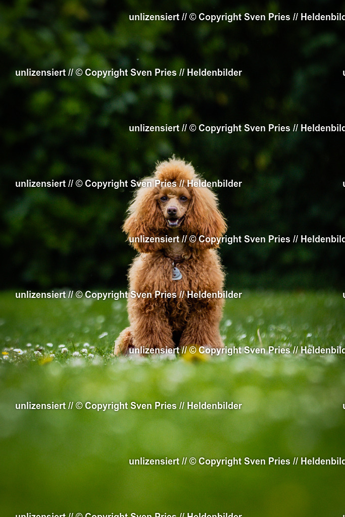 Sven Pries | 2025-05-29 - Pudelrennen KA-Durlach - Realisiert mit Pictrs.com