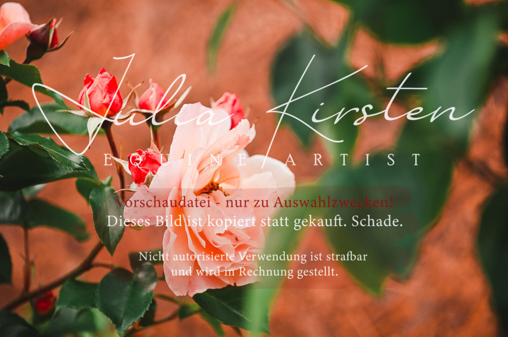 DSC_5185 | Pferde- und Turnierfotografie in Westsachsen. Pferdeportraits, Auftragszeichnungen und intuitive Kunst.