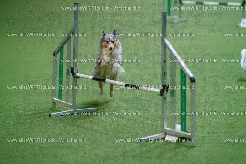 @allesWIRTHgut_Tierfotografie - www.allesWIRTHgut.de - 2604250845-7R507670 | Professionelle Tierfotografie in Mönchengladbach von Daniel Wirth (allesWIRTHgut). Liebevolle & natürliche Bilder von Hunden & Katzen für unvergessliche Erinnerungen.