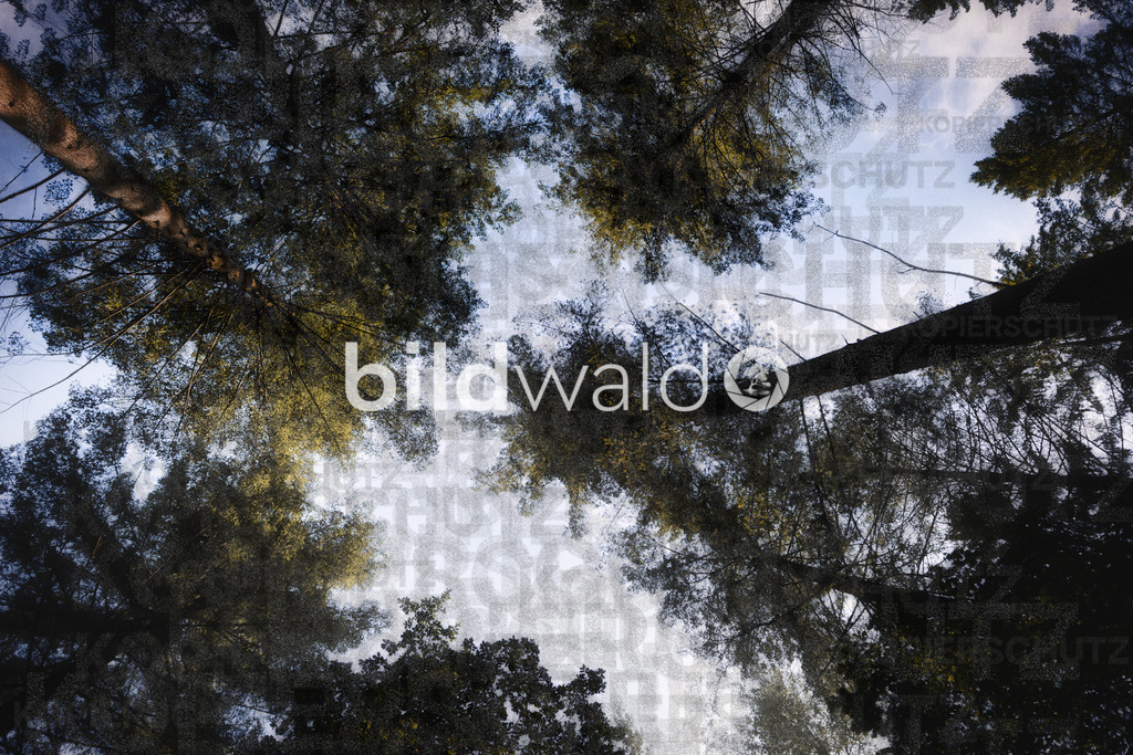 wald forrest trees nature bildwald (43 von 73)-101 | BILDWALD - eine Auswahl an Bildern von Thomas Perrotton zum bestellen und genießen. Alle Bilder von Thomas Perrotton - Alle Bilder mit einer SONY Kamera gemacht - SONY TAMRON SIGMA PHOTOSHOP LIGHTROOM BILDWALD Online kaufen Bilderwald Wandbilder - Realisiert mit Pictrs.com