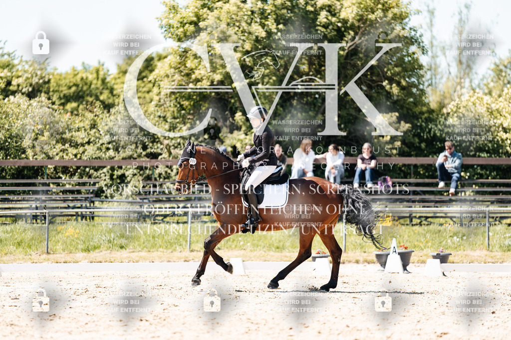 CK905905 | Turnierfotografie Pferdefotografie Trier Rheinland-Pfalz Pferdesport Reitsport Tierfotografie Sportfotografie Pferdevideo Pferdevideografie Equestrianvideography equestrianphotography  - Realisiert mit Pictrs.com