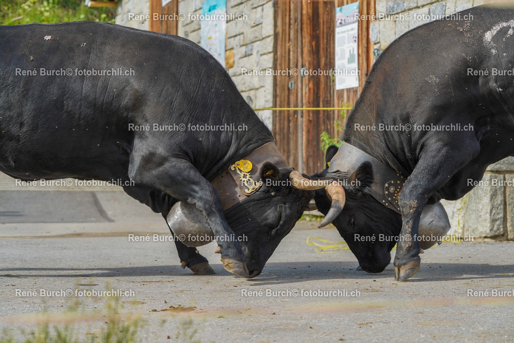 20220625-DSC09652 | René Burch leidenschaftlicher Fotograf aus Kerns in Obwalden.  Hier finden sie Sport, Landschaft und Natur Fotografie.
 - Realisiert mit Pictrs.com