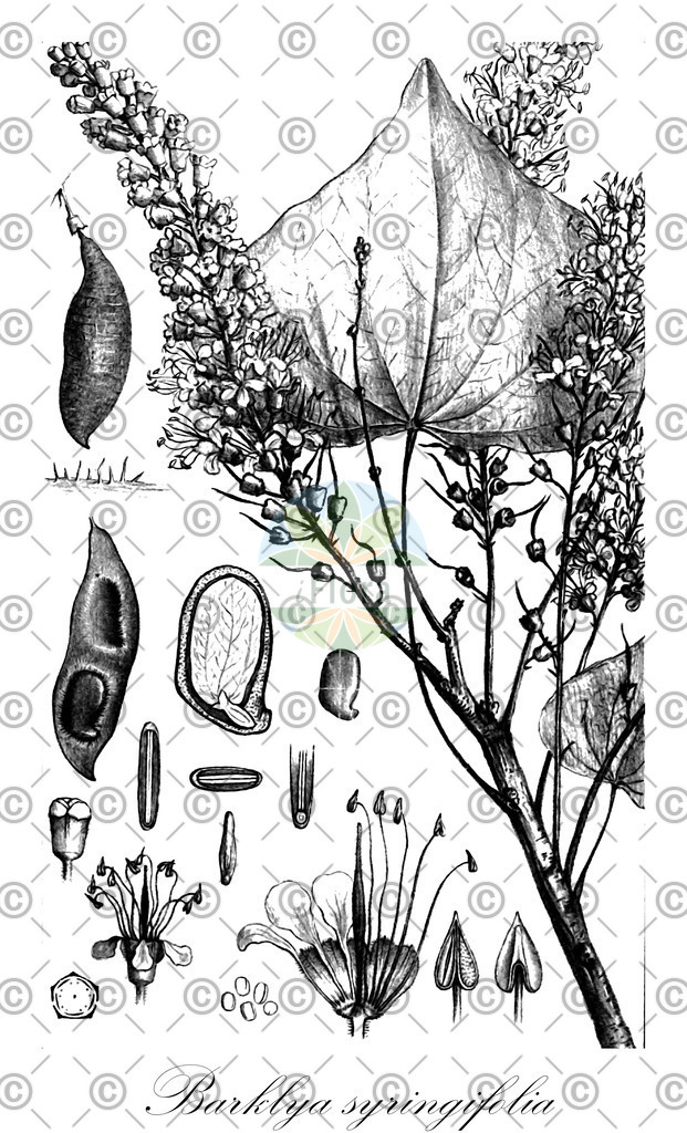 HistAbb_wfo-0000560166_1_ENZY_Simple | Historische Abbildung von Barklya syringifolia - Fabaceae | Historical Illustration of Barklya syringifolia - Fabaceae