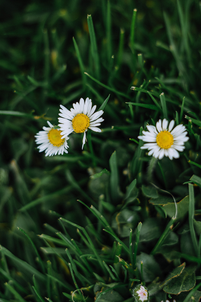 Bad Homburg Sentinels vs KIT Engineers, American Football,Testspiel, 18.04.2026 | Bad Homburg Sentinels vs KIT Engineers - Realisiert mit Pictrs.com