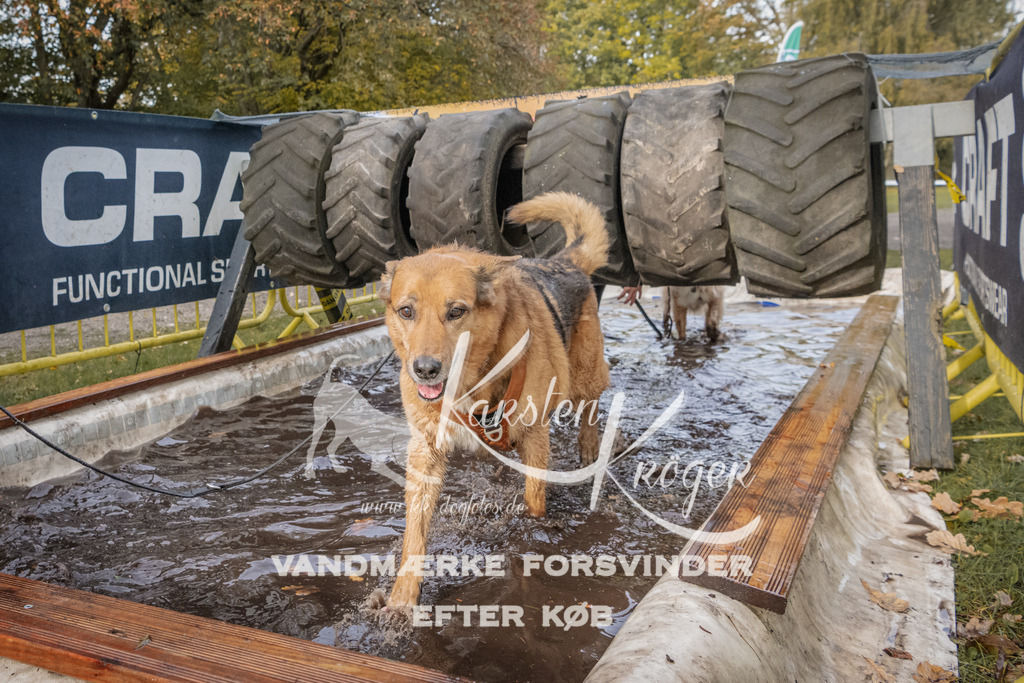 1440_ZZ94783 | kk-dogfotos