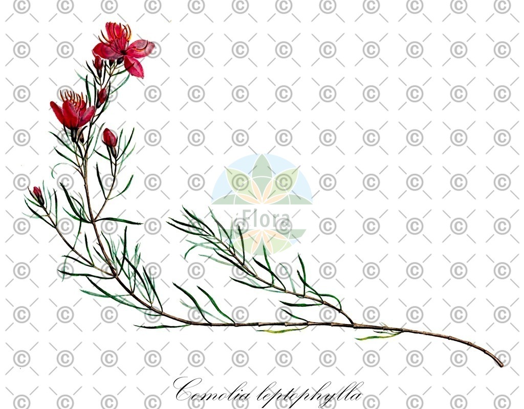HistAbb_wfo-0000764075_1_ENZY_Simple | Historische Abbildung von Comolia leptophylla - Melastomataceae | Historical Illustration of Comolia leptophylla - Melastomataceae
