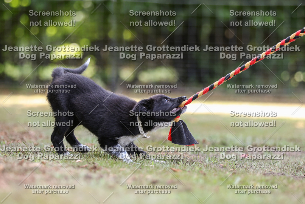Dog Paparazzi -  Agiltiy Greffen 0826-554 Kopie | Dog Paparazzi Jeanette Grottendiek Fotografie & Videografie - Realisiert mit Pictrs.com
