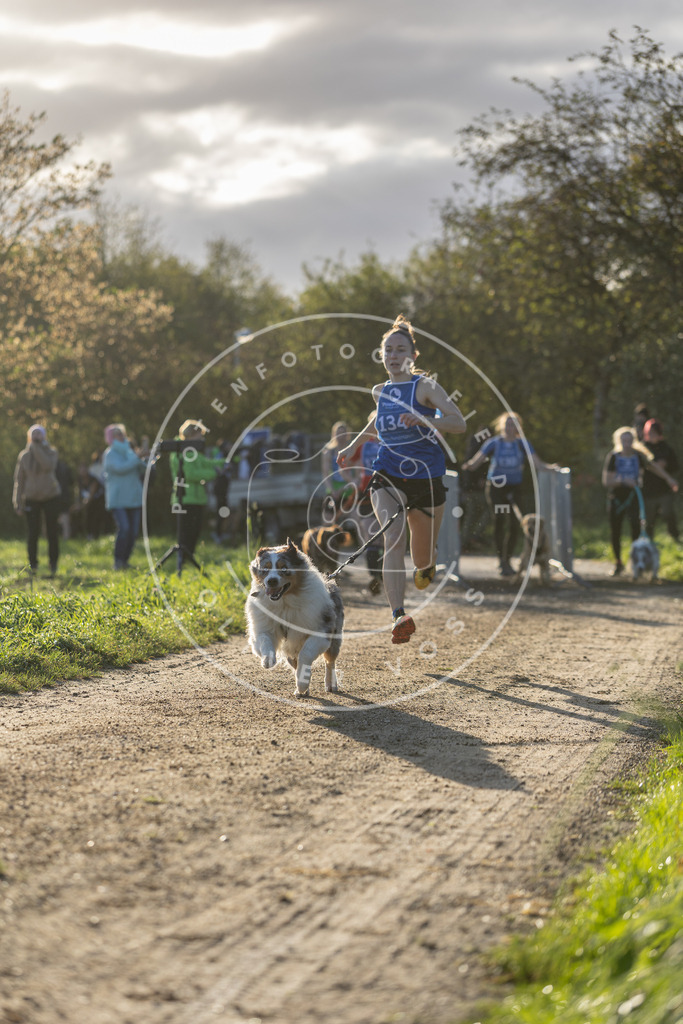 Pfotenfotografie.de_DV3A2918 | Hundefotografie, Tierfotograf, Pfotenfotografie, Fotoshooting Hund, Hunde Portrait, Hundesport, Hundeportraits, Heideshooting, Hunde, Sportfotograf, Hundefotograf, Turnierhundsport, THS, canicross - Realisiert mit Pictrs.com