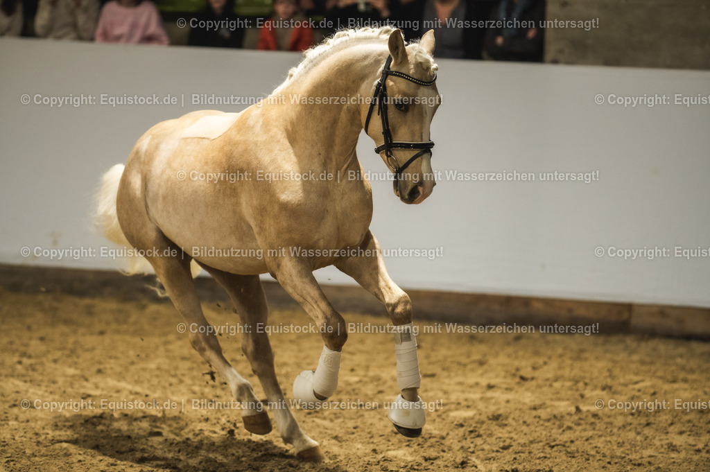 20240302_Hengstvorstellung_Marbach_TOMsPiC_0821-2 | equistock