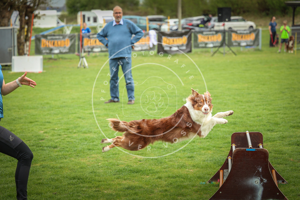 Pfotenfotografie_0L8A9439 | Hundefotografie, Tierfotograf, Pfotenfotografie, Fotoshooting Hund, Hunde Portrait, Hundesport, Hundeportraits, Heideshooting, Hunde, Sportfotograf, Hundefotograf, Turnierhundsport, THS,  - Realisiert mit Pictrs.com