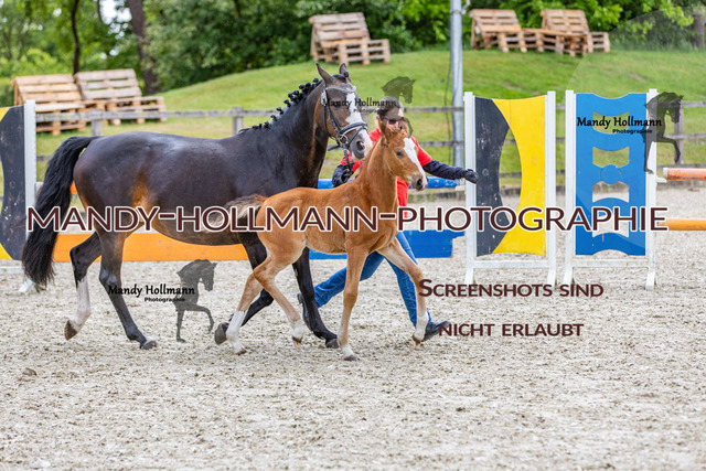25-5 Fohlenschau Höven 1 (2472) | mandyhollmannphotographie