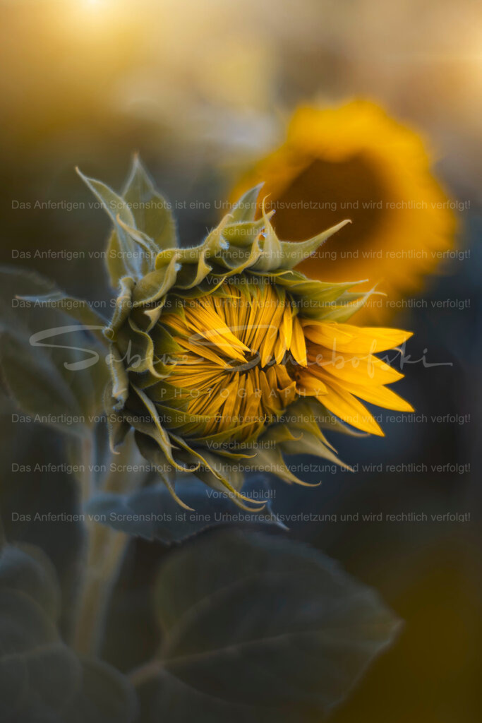 In Love | Exklusive Naturfotografie für stilvolle Wanddekoration ★ Premium Wandbilder Made in Germany ✔️ FineArt Drucke & Downloads ✔️ Brillante Farben, höchste Qualität & weltweiter Versand ✔️ - Realisiert mit Pictrs.com