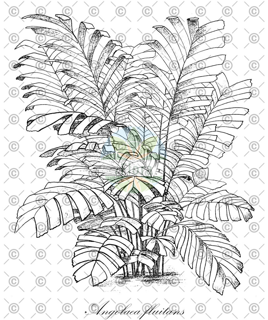 HistAbb_wfo-0000536542_146_ENZY_Simple | Historische Abbildung von Angolaea fluitans - Podostemaceae | Historical Illustration of Angolaea fluitans - Podostemaceae