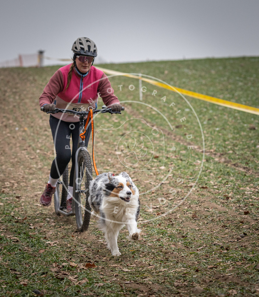 Pfotenfotografie_DV3A1712 | Hundefotografie, Tierfotograf, Pfotenfotografie, Fotoshooting Hund, Hunde Portrait, Hundesport, Hundeportraits, Heideshooting, Hunde, Sportfotograf, Hundefotograf, Turnierhundsport, THS,  - Realisiert mit Pictrs.com