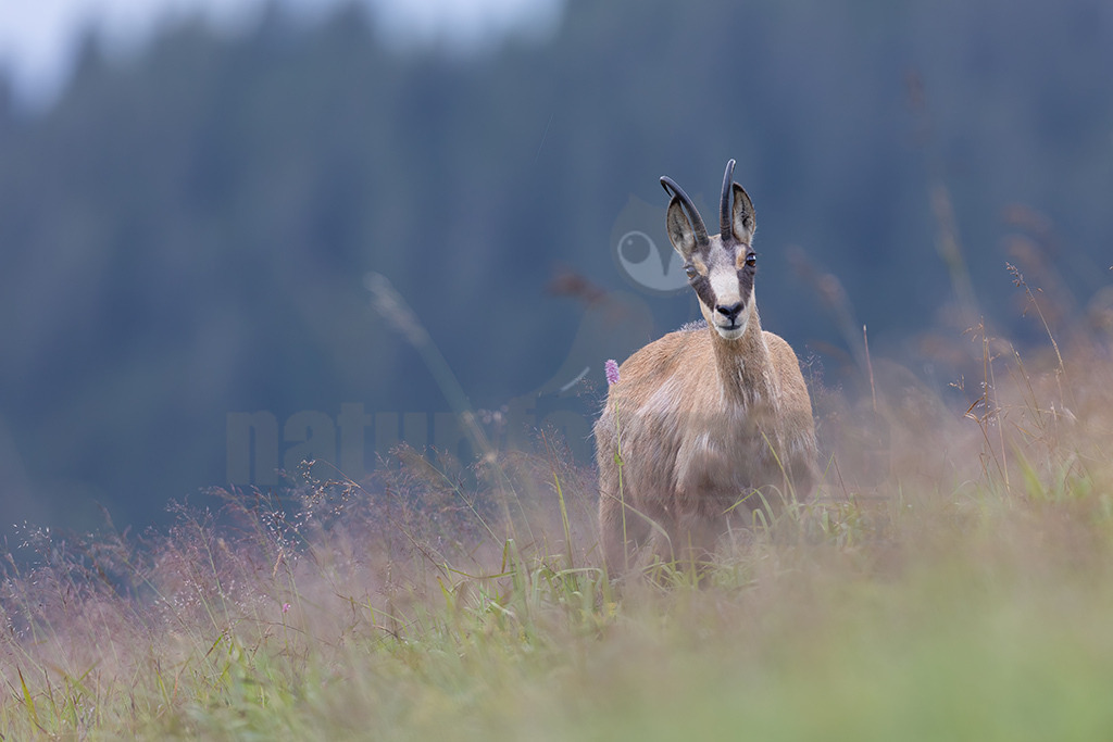 20210724191547-2 | Die Gemse ( Rupicapra rupicapra ) ist ein Huftier, das dank seiner aussergewöhnlichen Anpassungsfähigkeit den extremen Lebensbedingungen im Gebirge gewachsen ist. Die Gemse vereint auf eindrückliche Art Widerstandskraft, Gewandtheit und Robustheit. Während sie früher in die schwer zugänglichen Gebirgsmassive zurückgedrängt wurde, ist sie heute in Wäldern mittlerer Höhe und gar in tiefen Lagen stark verbreitet. - Realisiert mit Pictrs.com