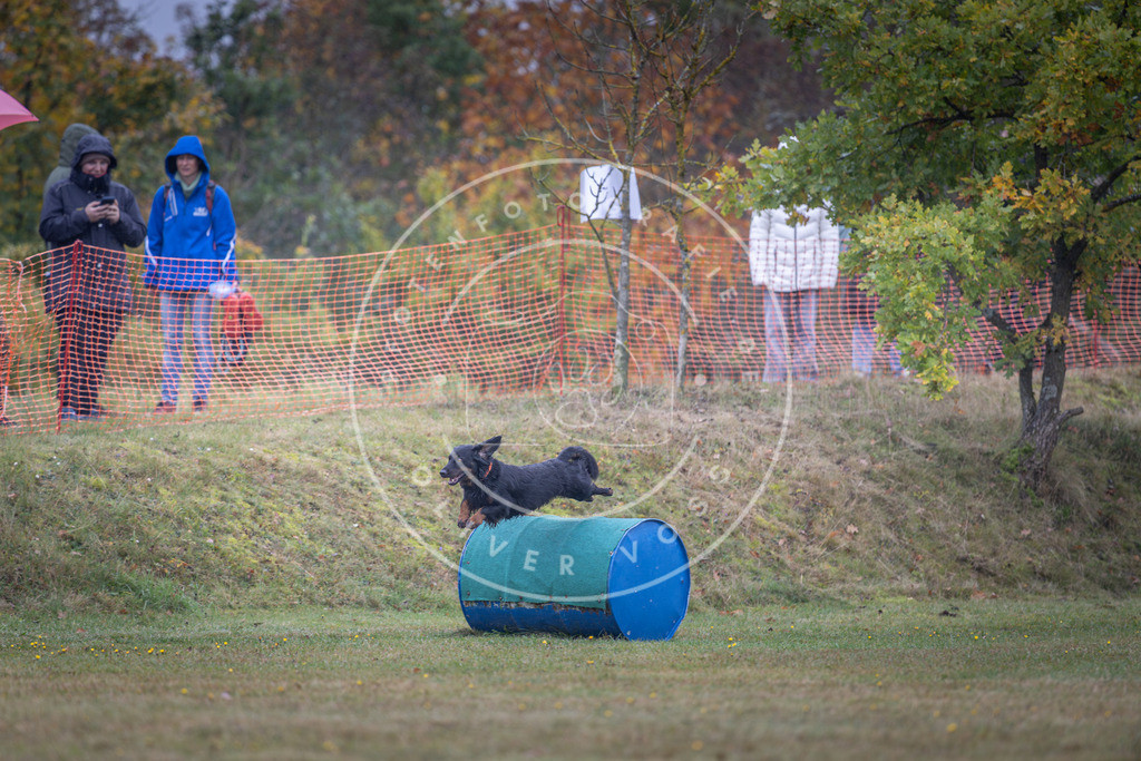 Pfotenfotografie_DV3A0554 | Hundefotografie, Tierfotograf, Pfotenfotografie, Fotoshooting Hund, Hunde Portrait, Hundesport, Hundeportraits, Heideshooting, Hunde, Sportfotograf, Hundefotograf, Turnierhundsport, THS,  - Realisiert mit Pictrs.com