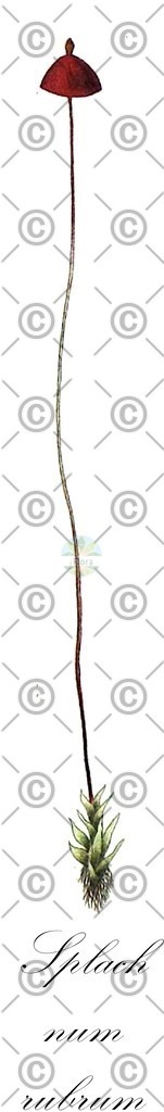 HistAbb_wfo-0000435489_1_ENZY_Simple | Historische Abbildung von Splachnum rubrum - Splachnaceae | Historical Illustration of Splachnum rubrum - Splachnaceae