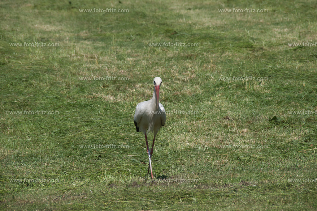 JUN_5368 | www.foto-fritz.com - Realisiert mit Pictrs.com