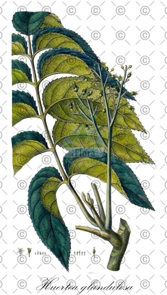 HistAbb_wfo-0000725774_1_ENZY_Simple | Historische Abbildung von Huertea glandulosa - Tapisciaceae | Historical Illustration of Huertea glandulosa - Tapisciaceae